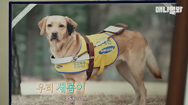 리트리버-새롬이-대통령-윤석열-김건희