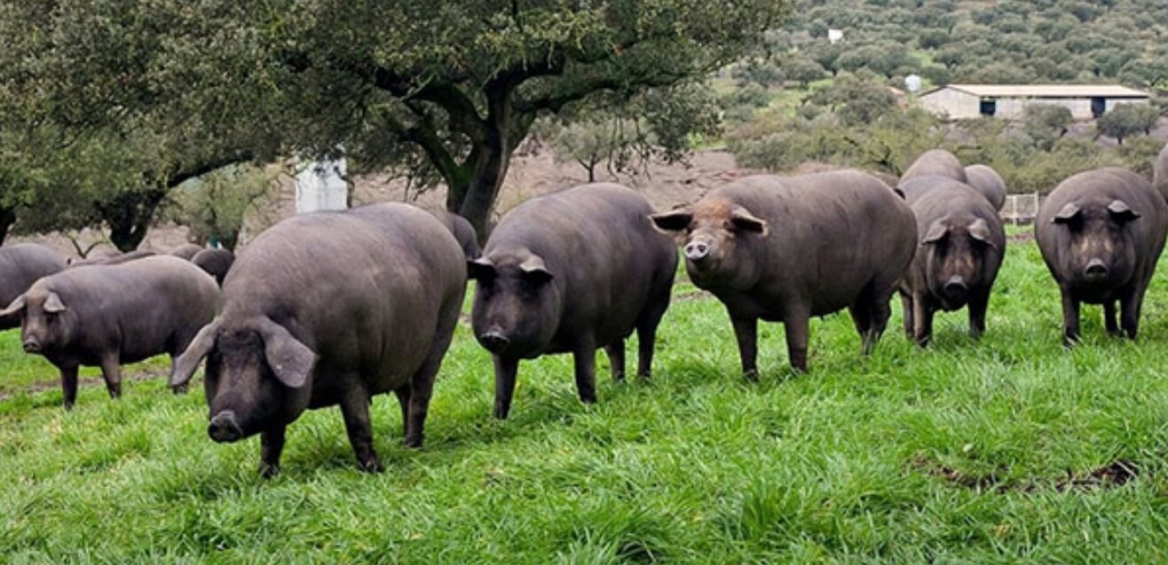 이베리코 돼지가 자연방목중인 모습