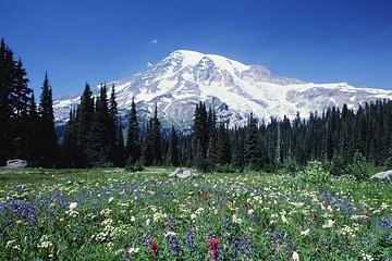 시애틀 Mount Rainer