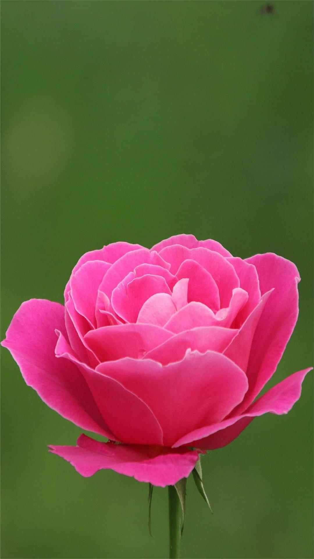 Rose Flower iPhone Wallpaper