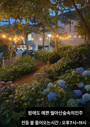 2025 진주 월아산 수국 축제