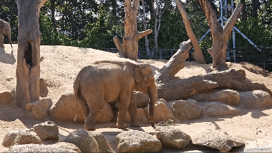 멜버른 동물원 방문후기 입장권 할인 예약 가볼만한곳 추천