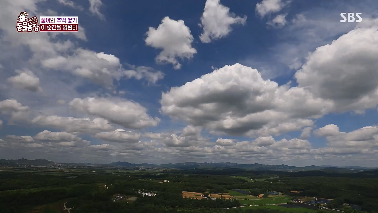 TV 동물농장.E1174.240603p-NEXT.mp4_20240602_155743.820.jpg