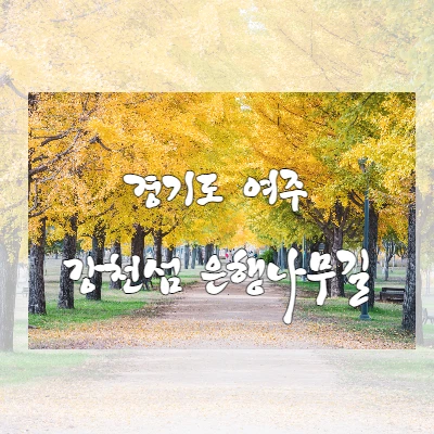  노란색 가을로 물든 "경기도 여주 강천섬 은행나무길"