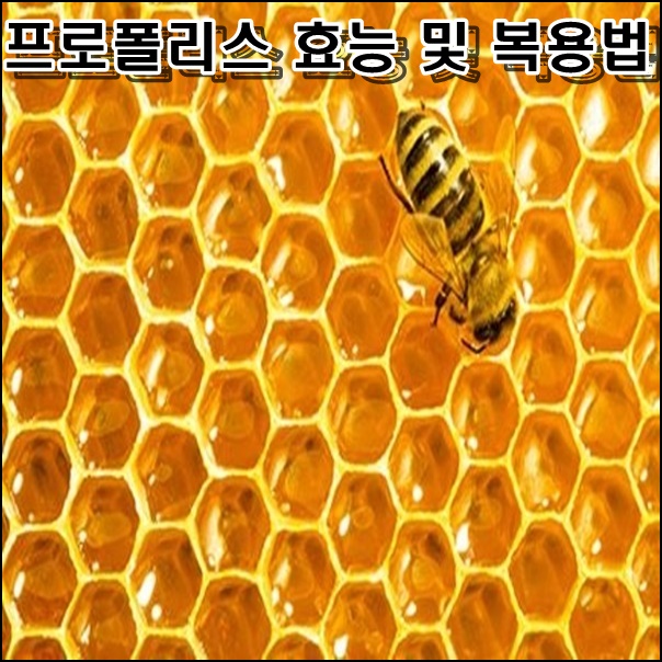  프로폴리스 효능 및  복용법