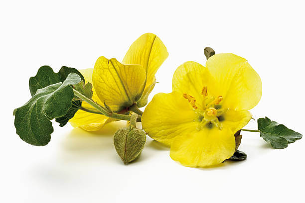 달맞이꽃종자유 효능 13가지와 부작용 및 먹는 법