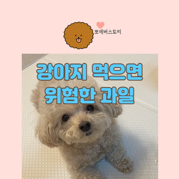  강아지가 먹으면 안되는 과일 강아지포도 강아지레몬 강아지안좋은과일