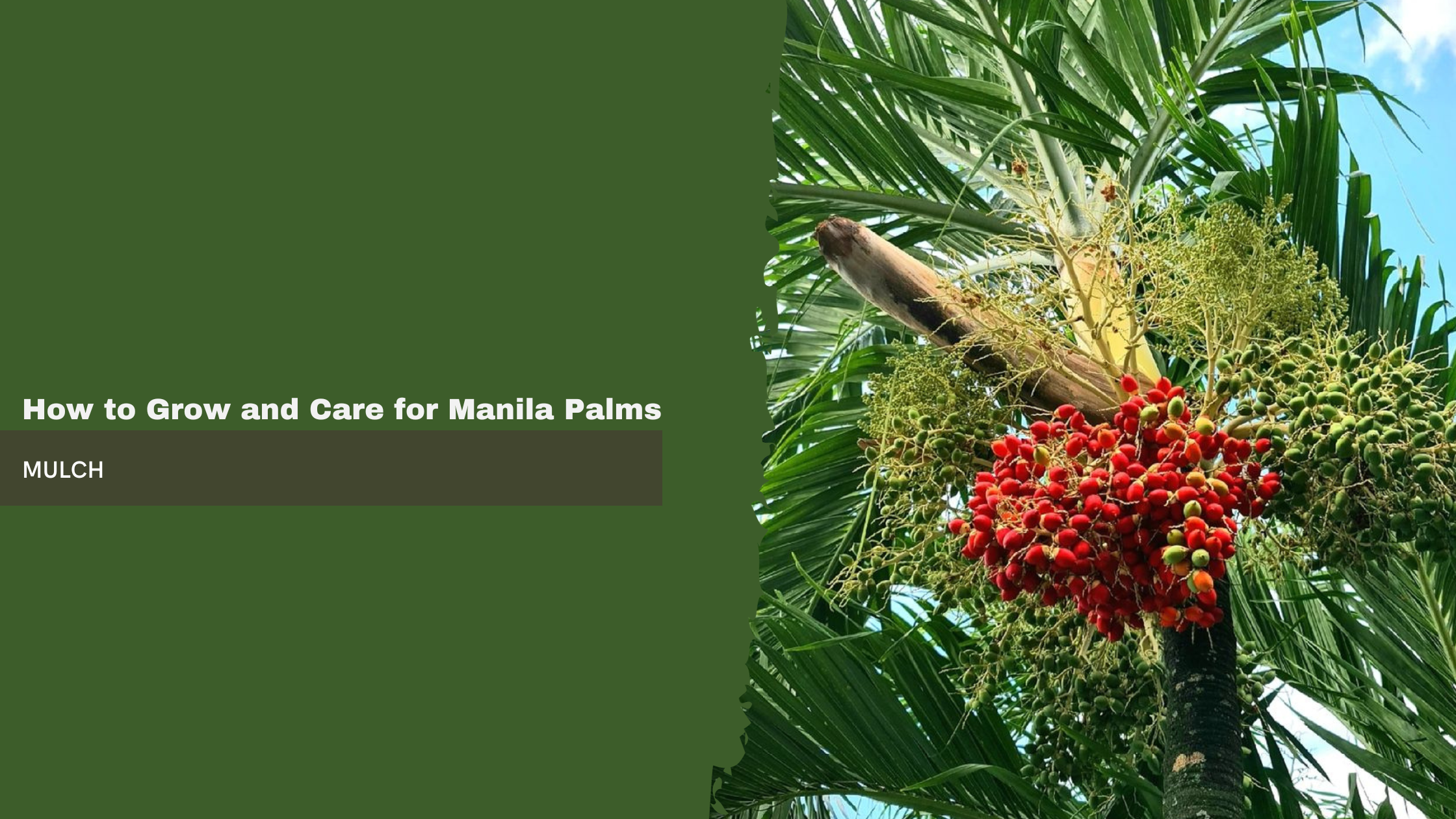 How to Grow and Care for Manila Palms