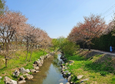 장수천에-활짝핀-벚꽃들