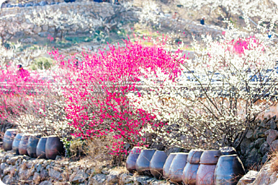 광양매화축제 개화상황 