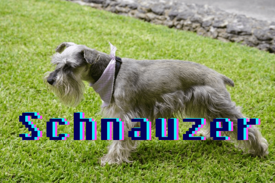 Schnauzer