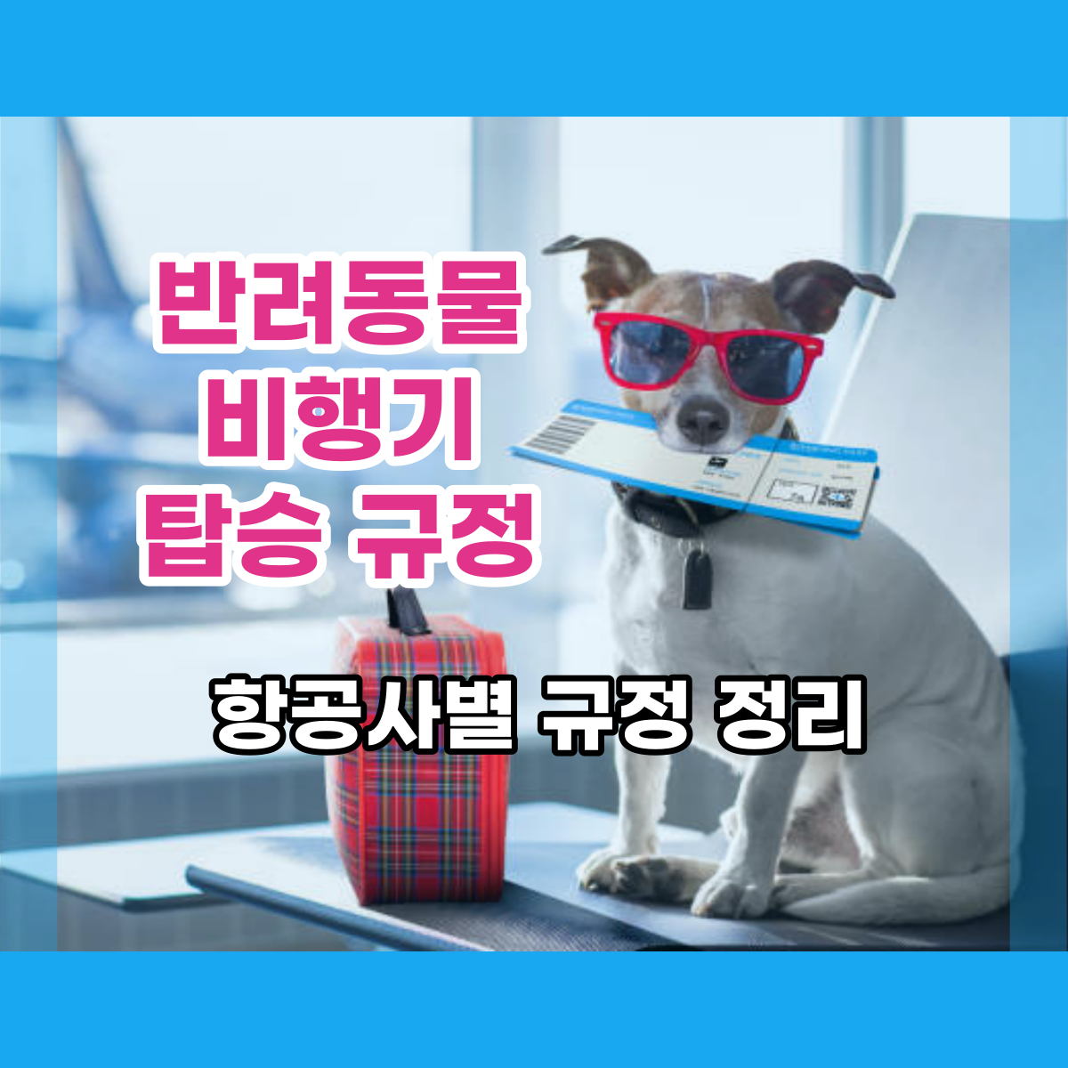  함께 여행가자! 반려동물 비행기 탑승 규정, 항공사별 정리
