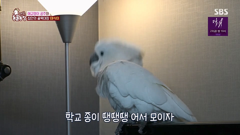 TV 동물농장.E1124.230611p.H264-F1RST.mp4_20230611_173552.523.jpg