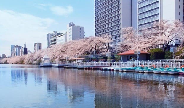 강변에 벚꽃이 피어 있고 뒤로는 건물들이 있다.