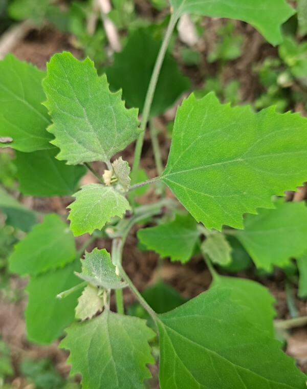 명아주 효능 11가지 및 부작용과 먹는 법