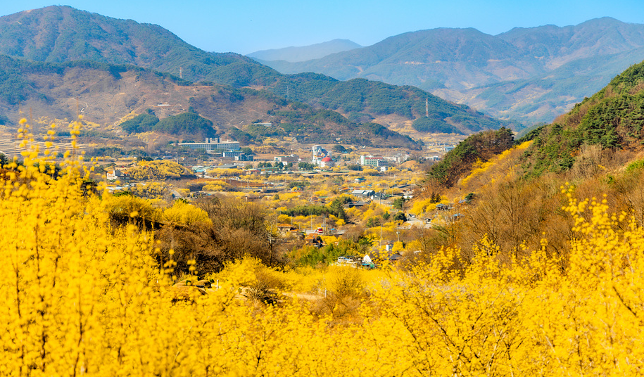 산수유