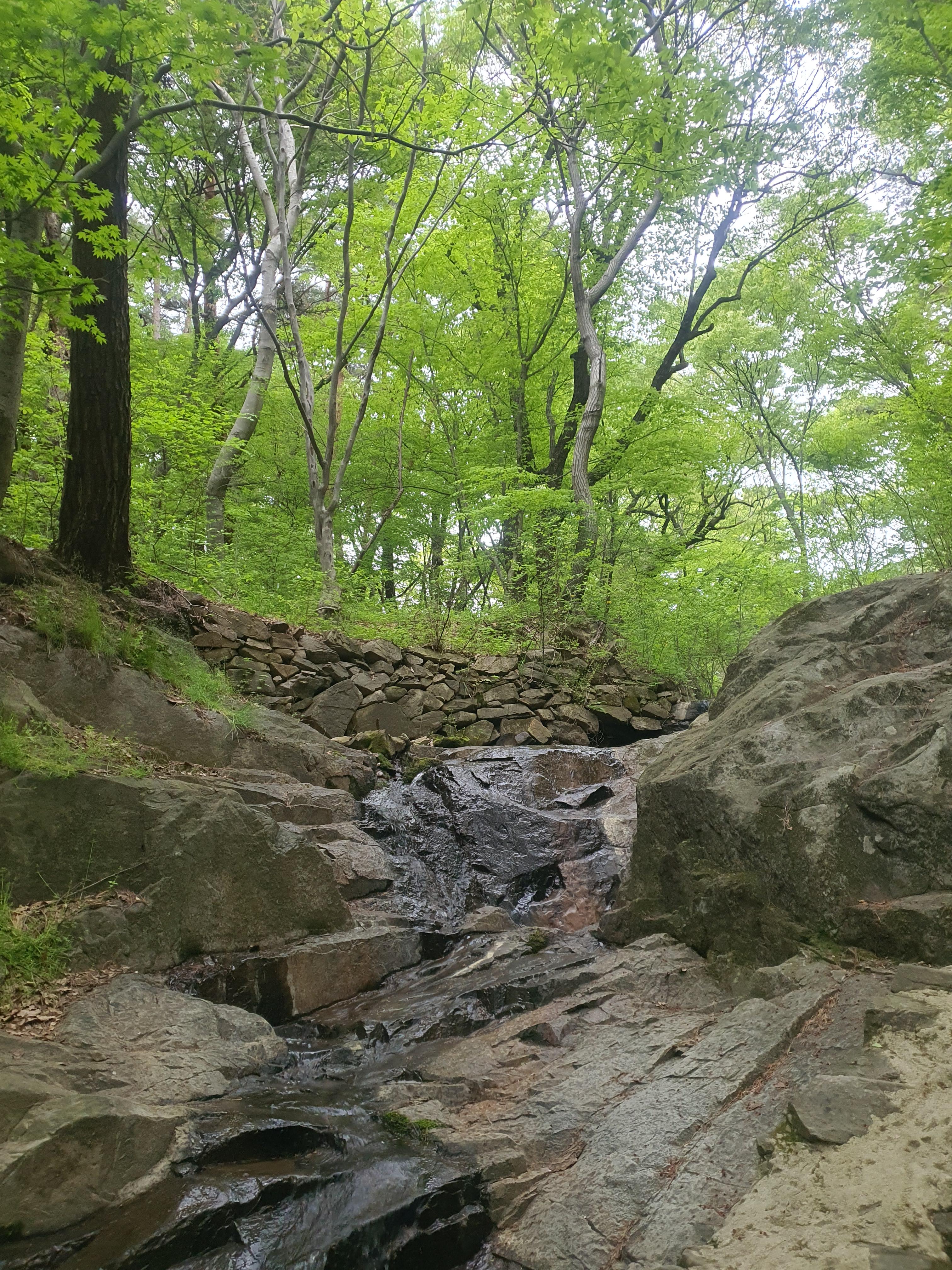 개심사 청벚꽃 겹벚꽃 왕벚꽃