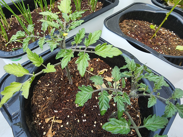 테라스 텃밭 집에서 방울토마토를 기르다