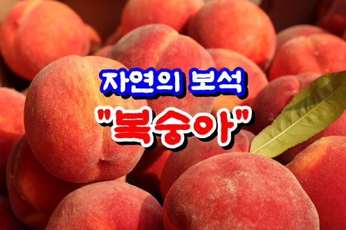  복숭아의 항산화 물질 효능과 미용, 소화 건강에 미치는 영향