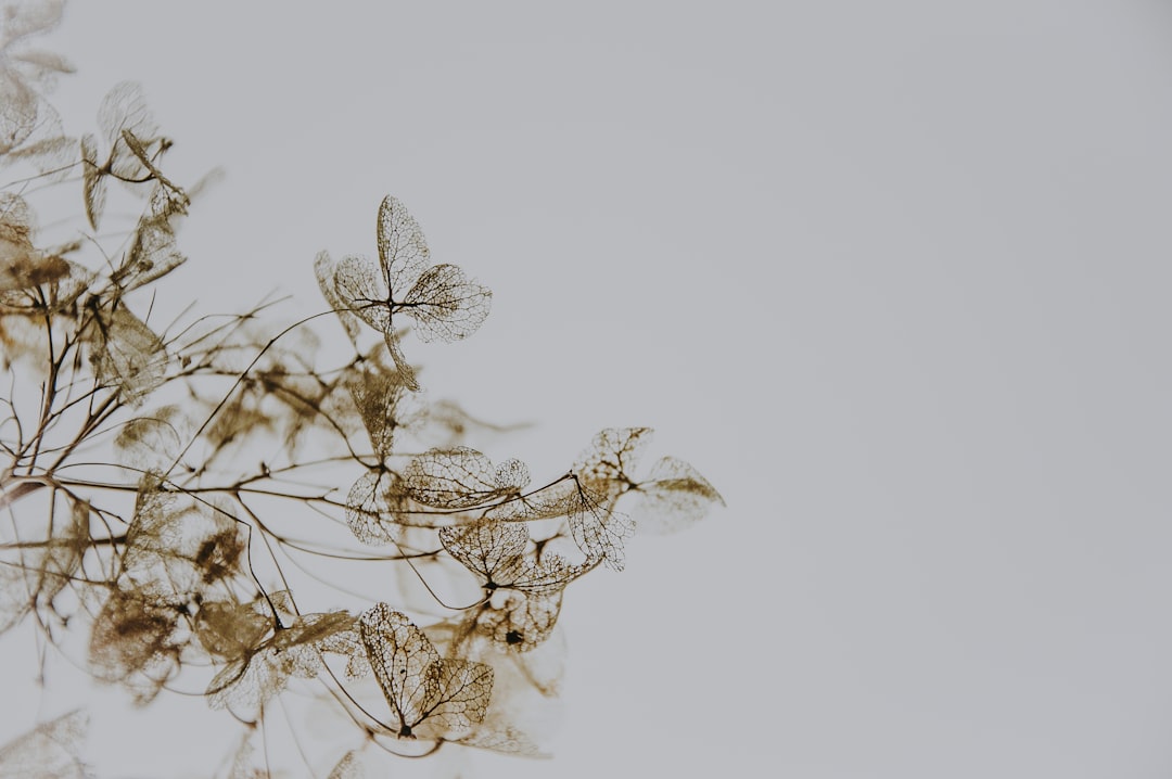 Dried pollack