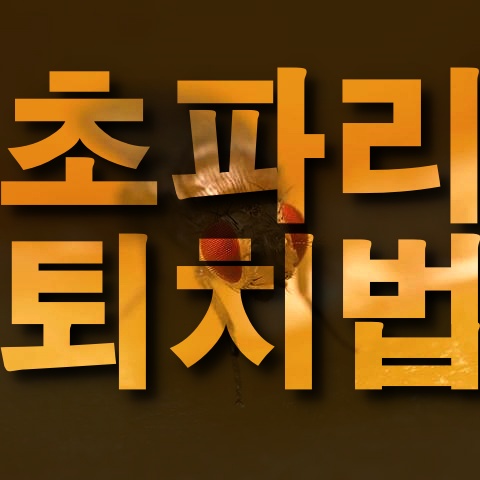  초파리 퇴치법! 생기는 이유부터 알 없애는법까지~! 초파리의 모든 것