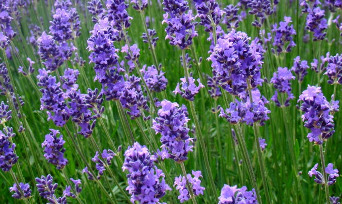 라벤더 (Lavender)