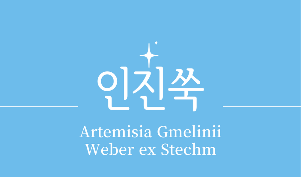 &#39;인진쑥(Artemisia Gmelinii Weber ex Stechm)&#39;