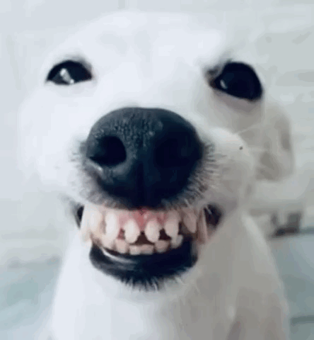 하얀 이빨 강아지