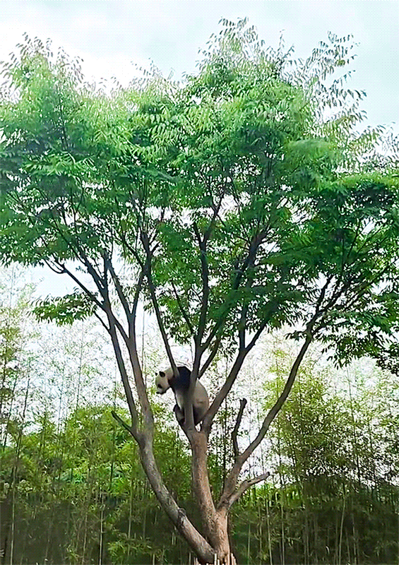 더쿠 - 러바오 나무 위 발모아 까딱까딱 뉴버젼 gif.