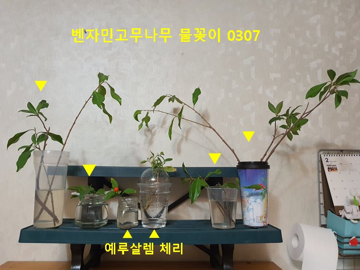 벤자민 고무나무 물꽂이 0307