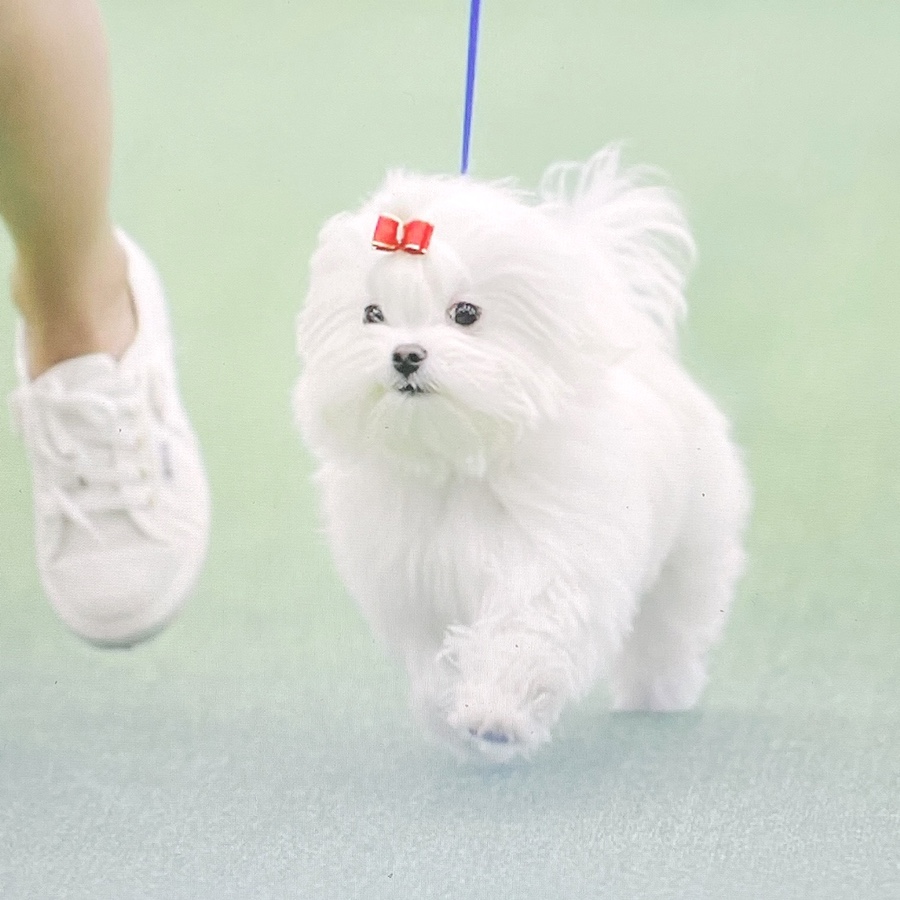 말티즈 키울 때 꼭 읽어보세요 소형견 종류 미니 3