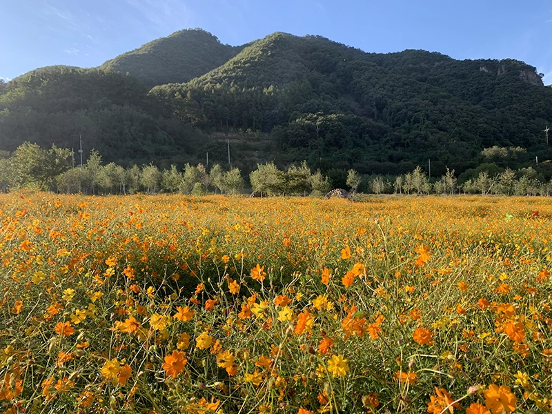 하늘색 산과 나무들이 줄지어 있고 노란색 황화 코스모스 밭이 드넓게 펼쳐져있는 사진