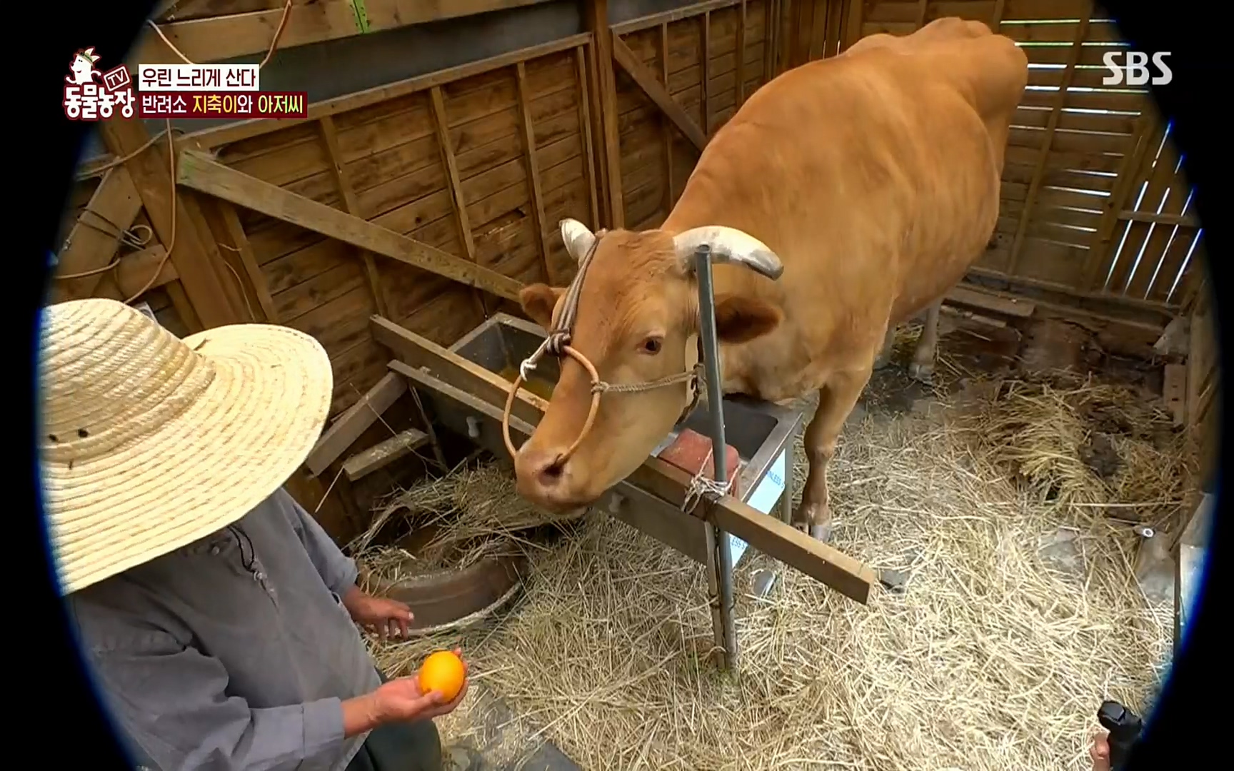 TV 동물농장.E1074.220619p.H264-F1RST.mp4_20220619_181445.752.jpg