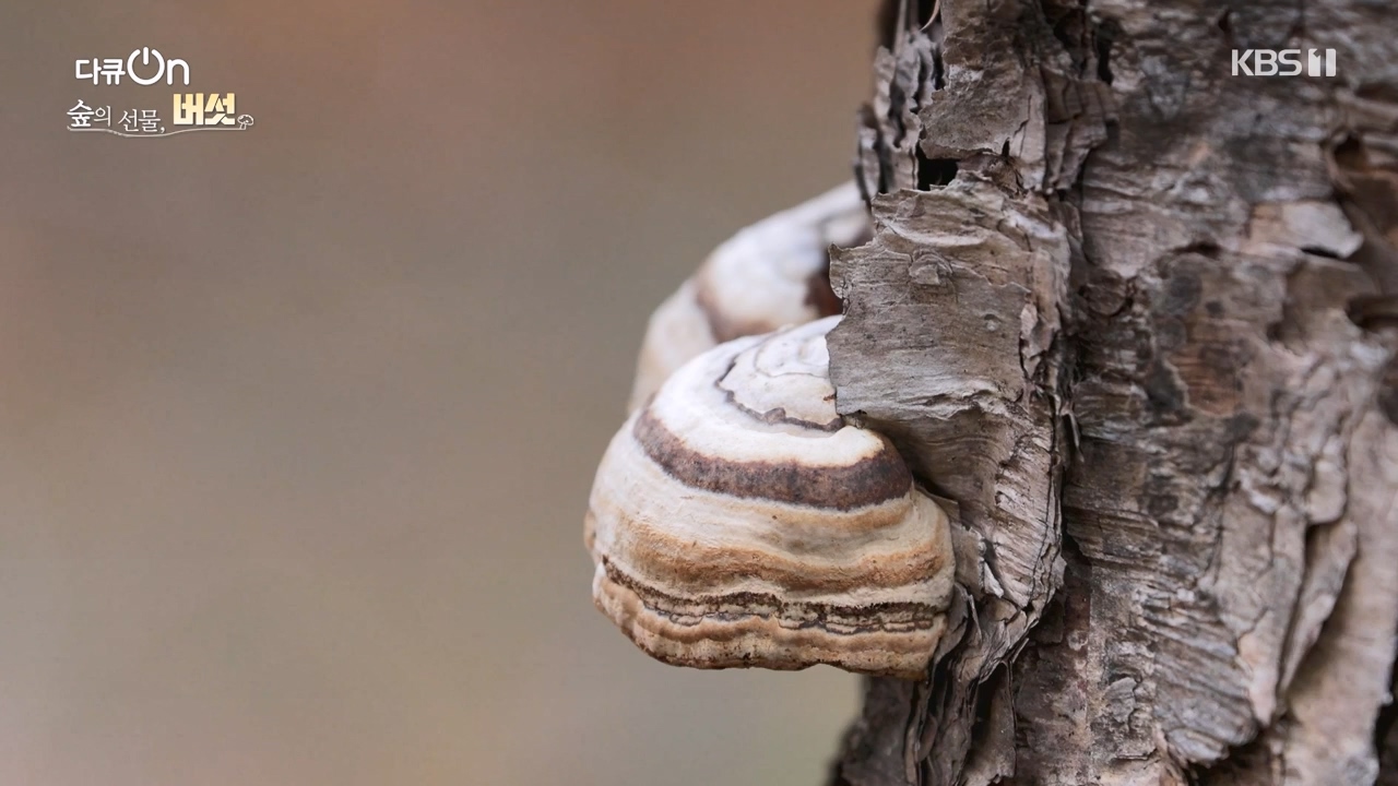 다큐 온.E227.231120p-NEXT.mp4_20231121_203707.160.jpg