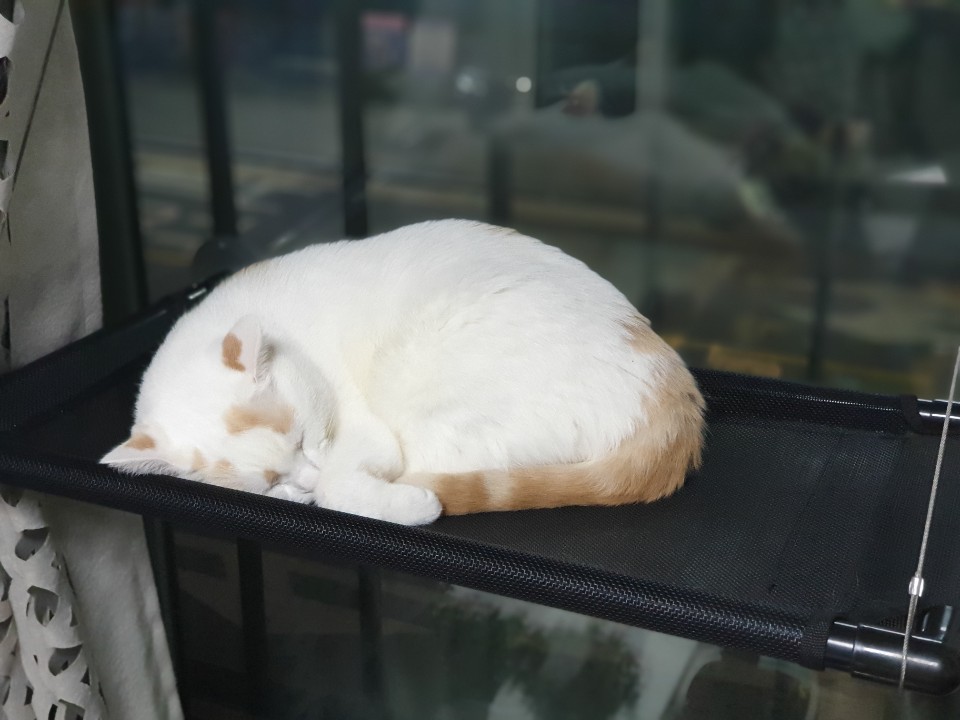  고양이 예방접종, 종합백신 맞기!