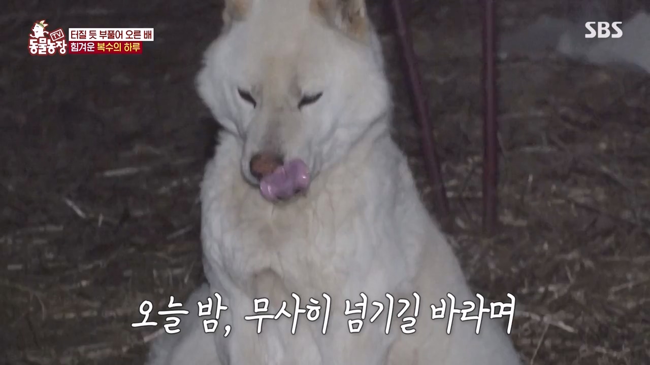 TV 동물농장.E1173.240527p-NEXT.mp4_20240526_155724.037.jpg