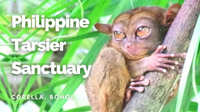 타르시어 보호구역 Philippine Tarsier (source: www.deannatroytravels.com/)