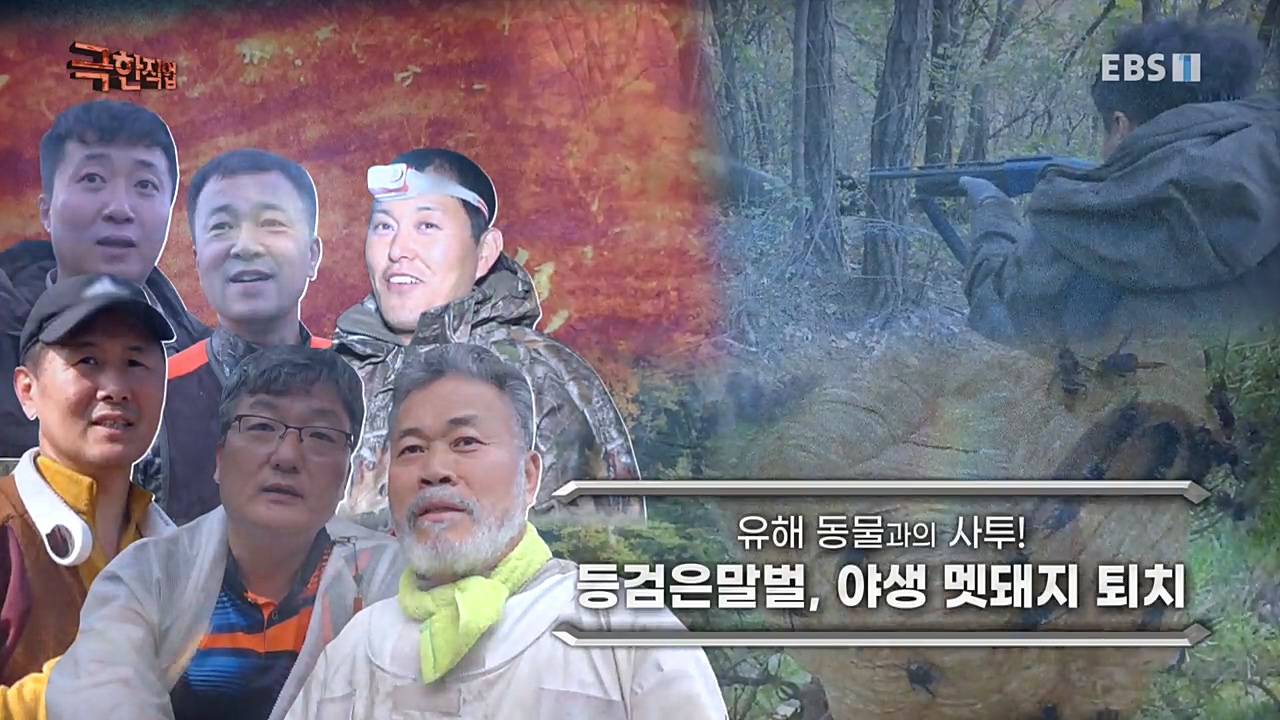 TV - 교육의 중심 EBS유해 동물과의 사투! 등검은말벌, 야생 멧돼지 퇴치.mp4_20221129_192529.517.jpg