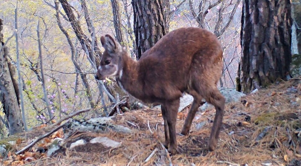 사향노루