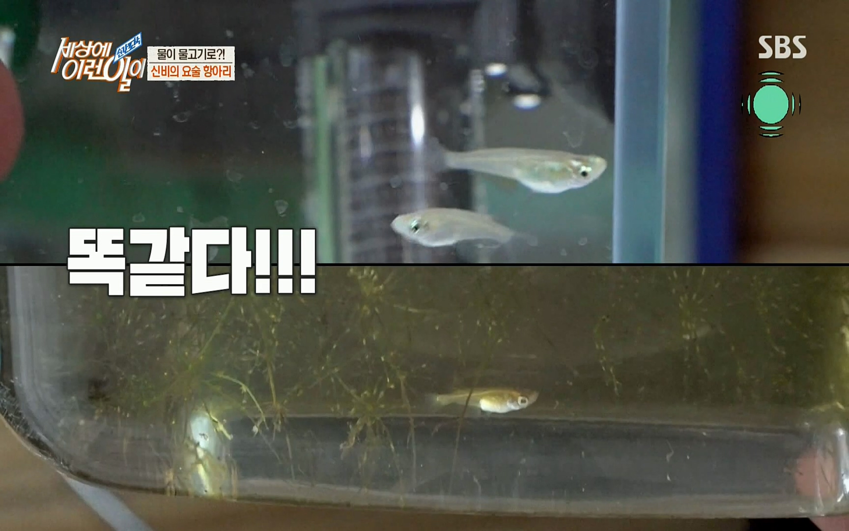 순간포착 세상에 이런일이.E1196.220906p.H264-F1RST.mp4_20220907_202317.705.jpg