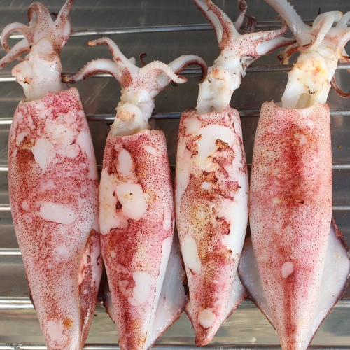 오징어의 효능, 부작용, 영양성분 총 정리