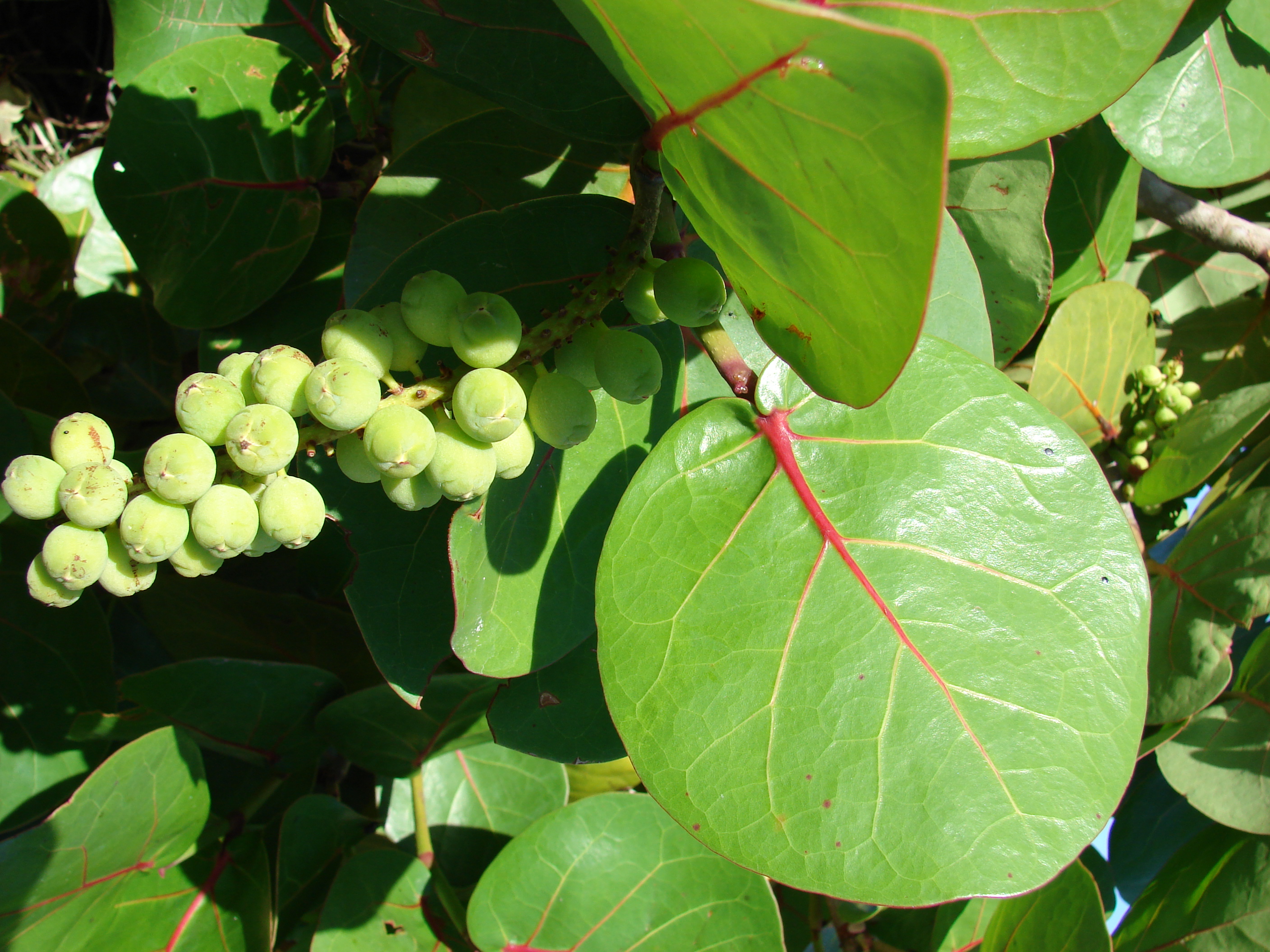 [식물 백과] 바다포도 Coccoloba uvifera