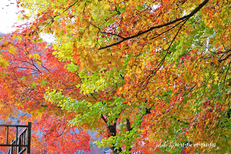 11/5 장산 단풍 절정의 정읍 내장사 8