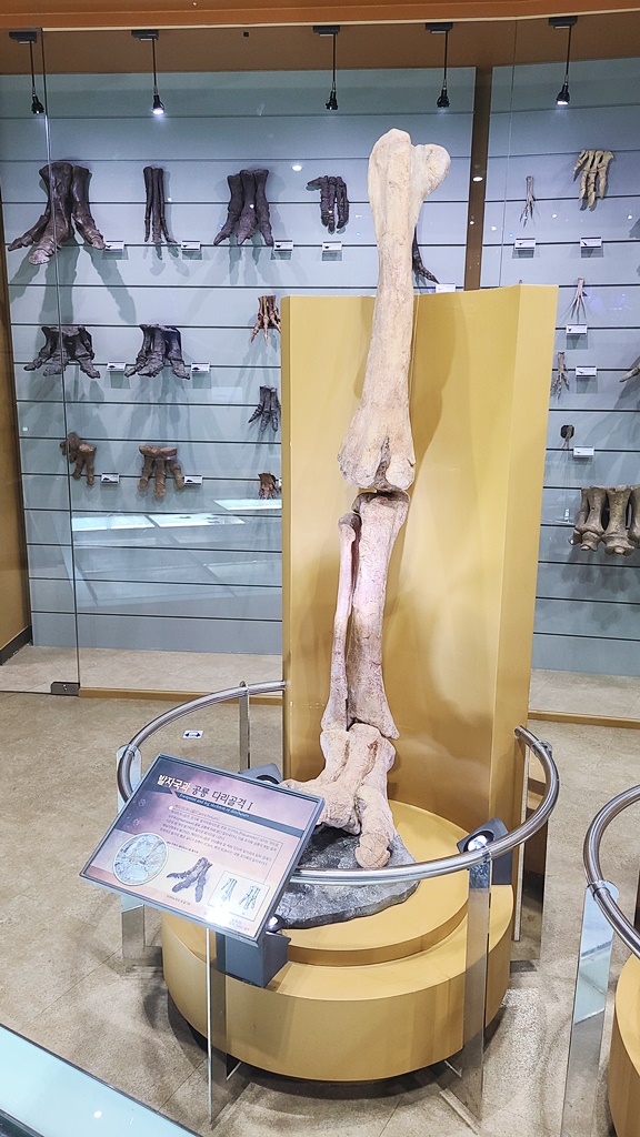 해남공룡박물관-우항리실