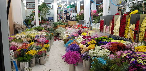 알파카와의 체험