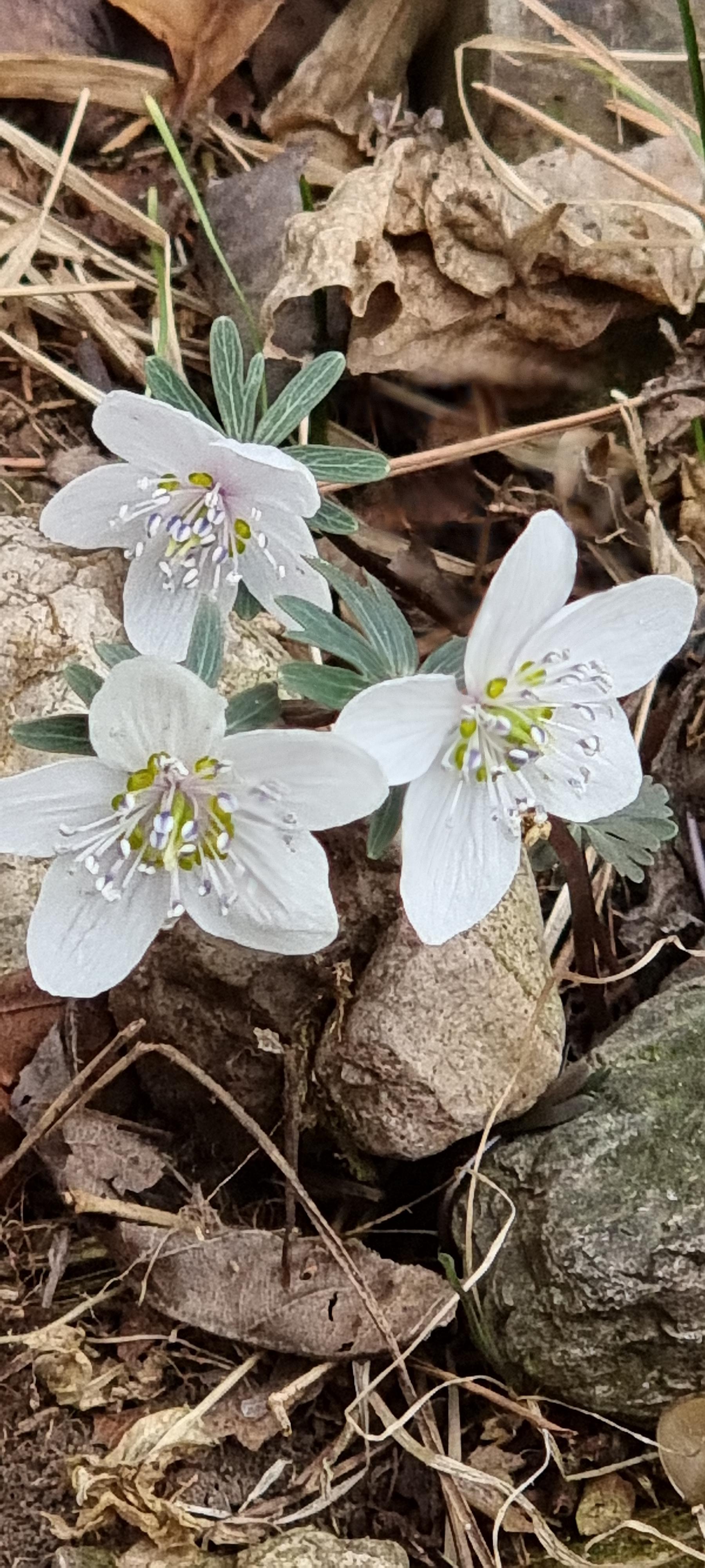 변산바람꽃 46