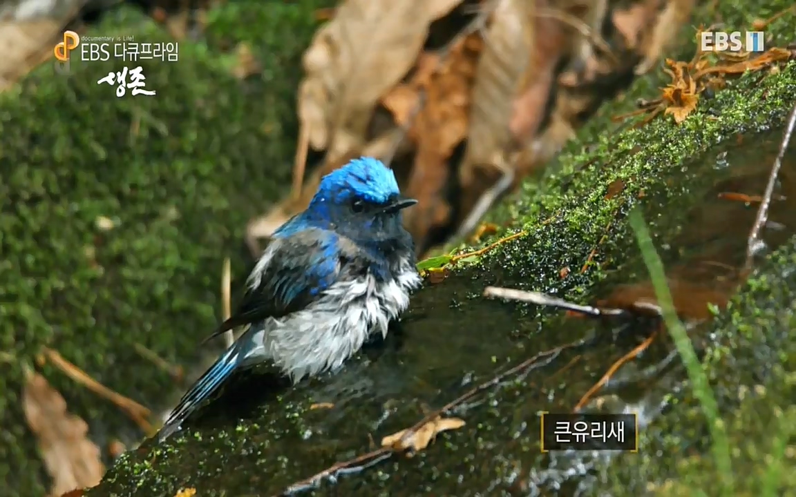 생존 3부_ EBS 다큐프라임_ 220629.avi_20220701_210044.278.jpg