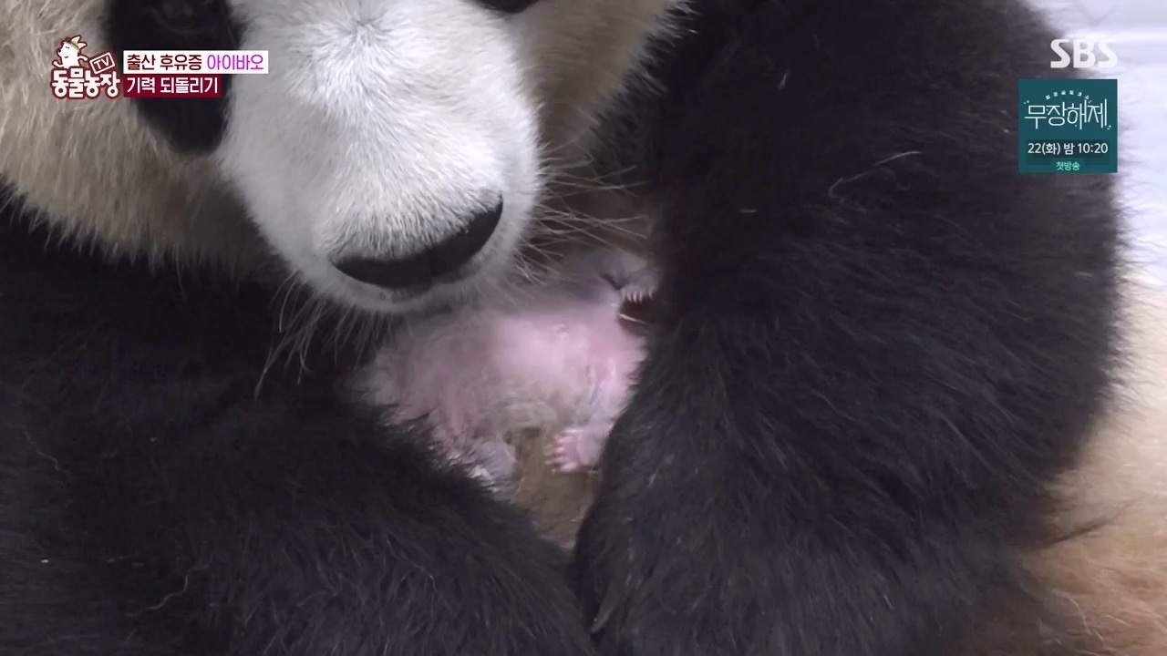 TV 동물농장.E1133.230814p-NEXT.mp4_20230813_171345.389.jpg