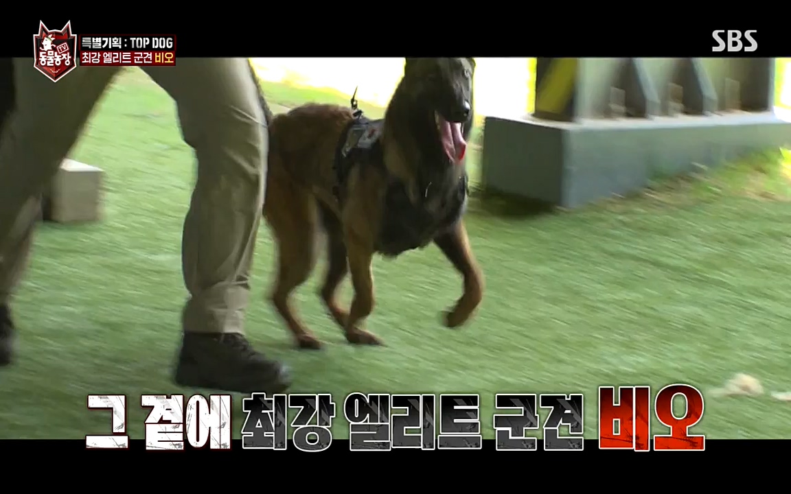 TV 동물농장.E1085.220905p-NEXT.mp4_20220904_173542.617.jpg