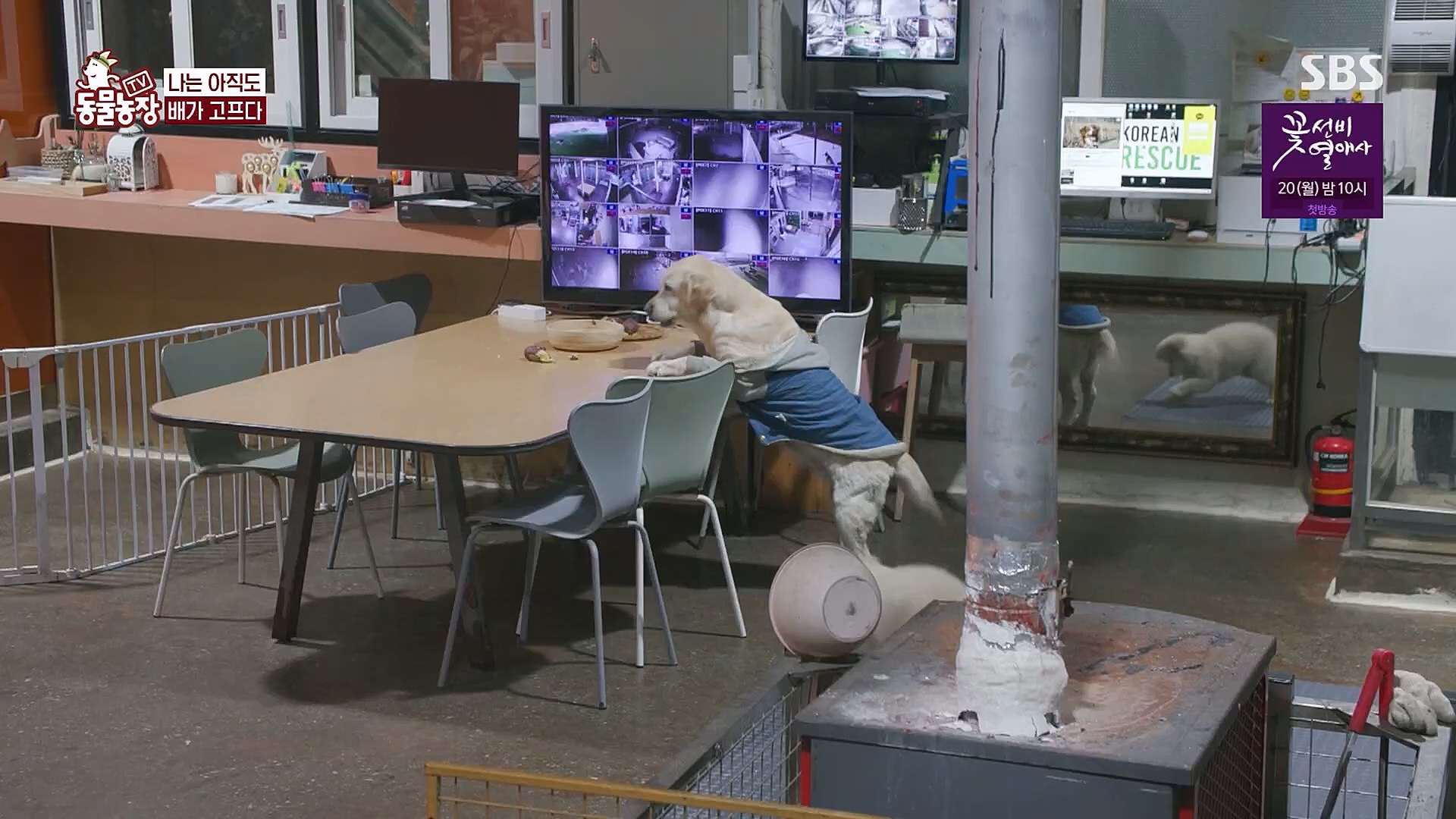 TV 동물농장.E1111.230312p.H264-F1RST.mp4_20230312_180000.946.jpg
